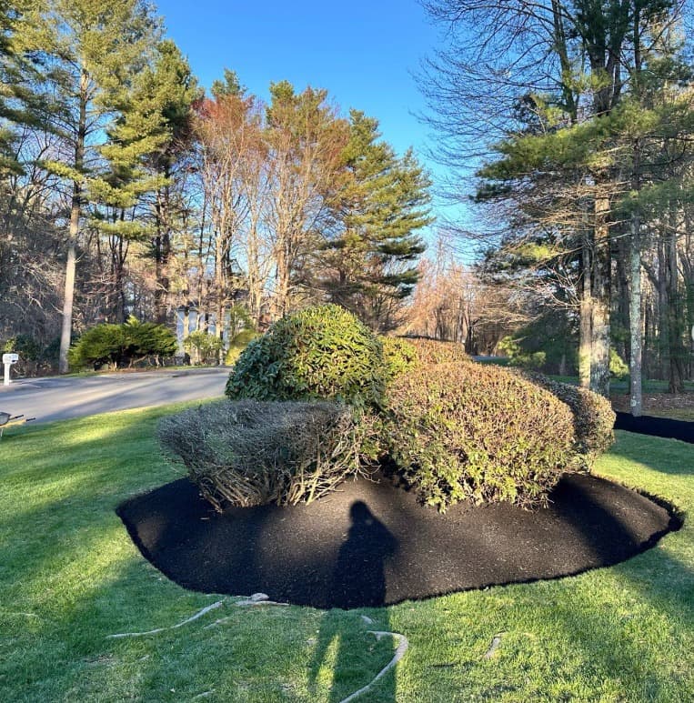 Shrub trimming and hedge care in Massachusetts — neatly shaped landscape beds at a commercial property by Limi Landscaping